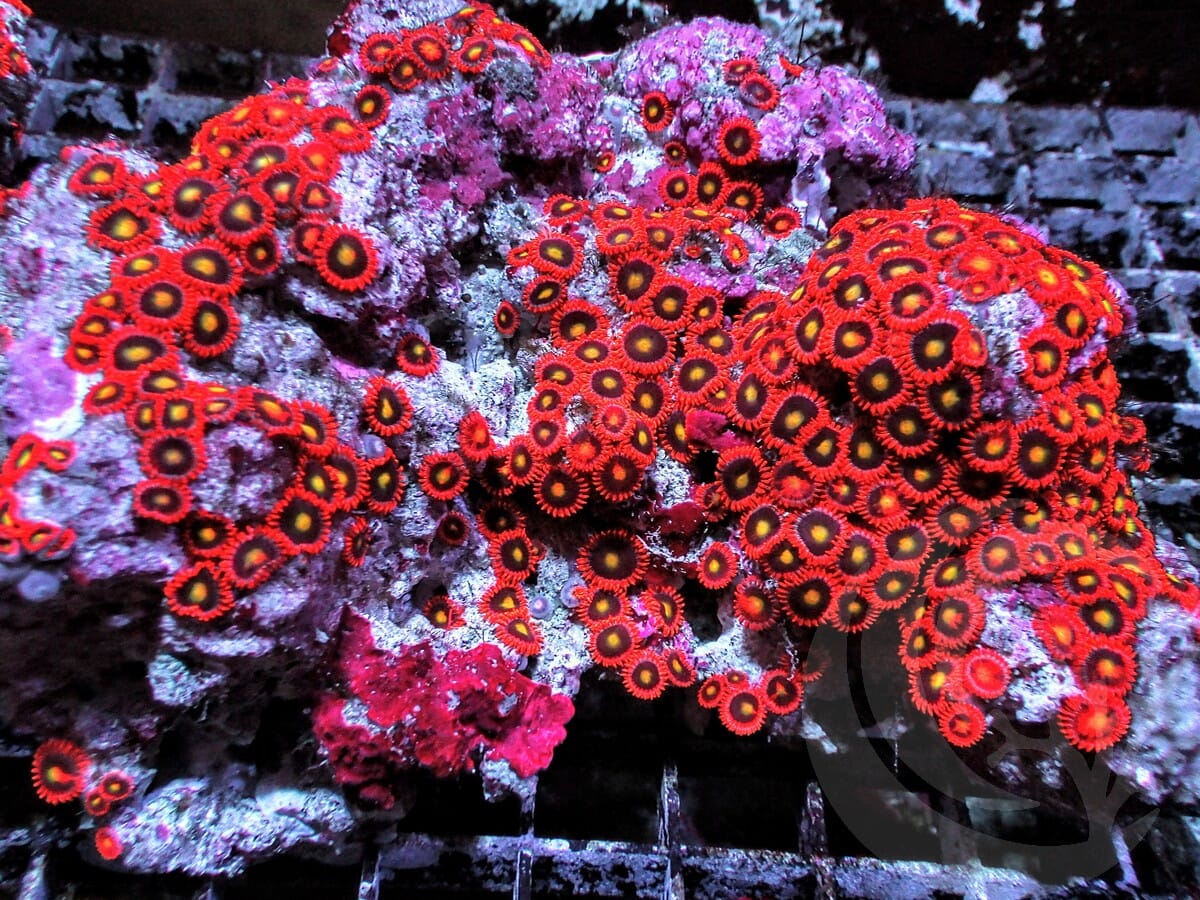 Ha'Apai Zoanthids
