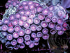 Pink Zoanthids