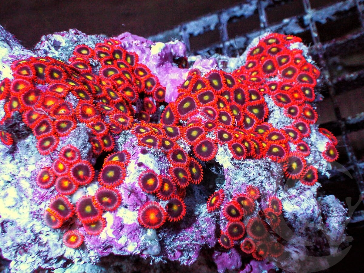 Ha'Apai Zoanthids