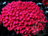 Neon Red Goniopora
