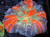 Ultra Acanthophyllia