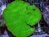 Green Swirling Plate Montipora