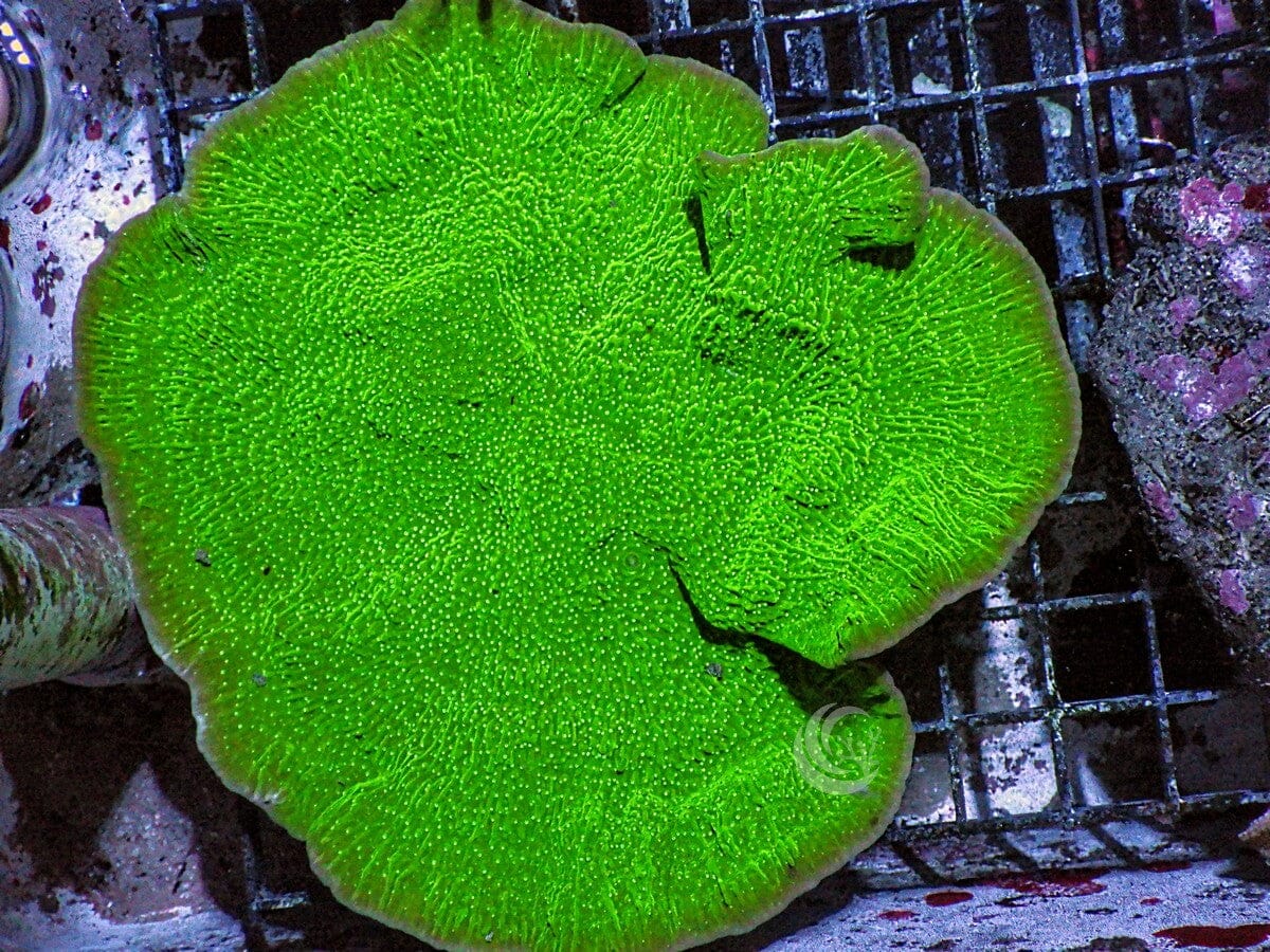 Green Swirling Plate Montipora