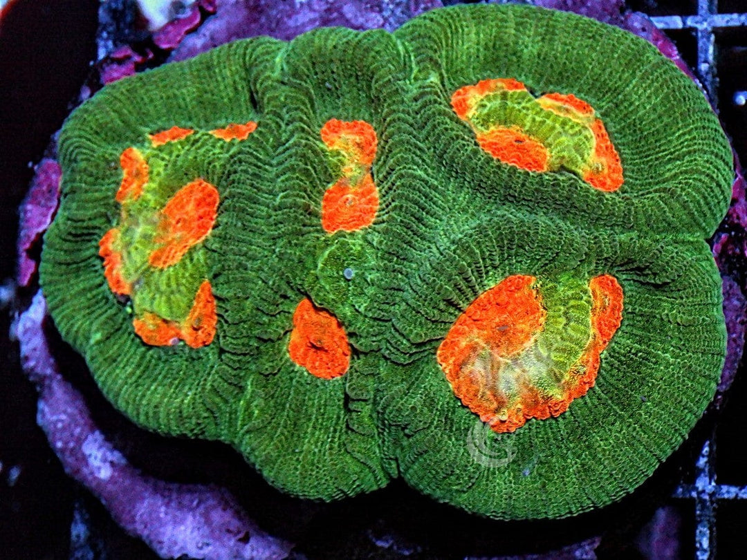 Orange Moon Favia