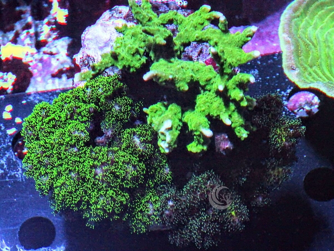 Montipora/Pocillopora Combo