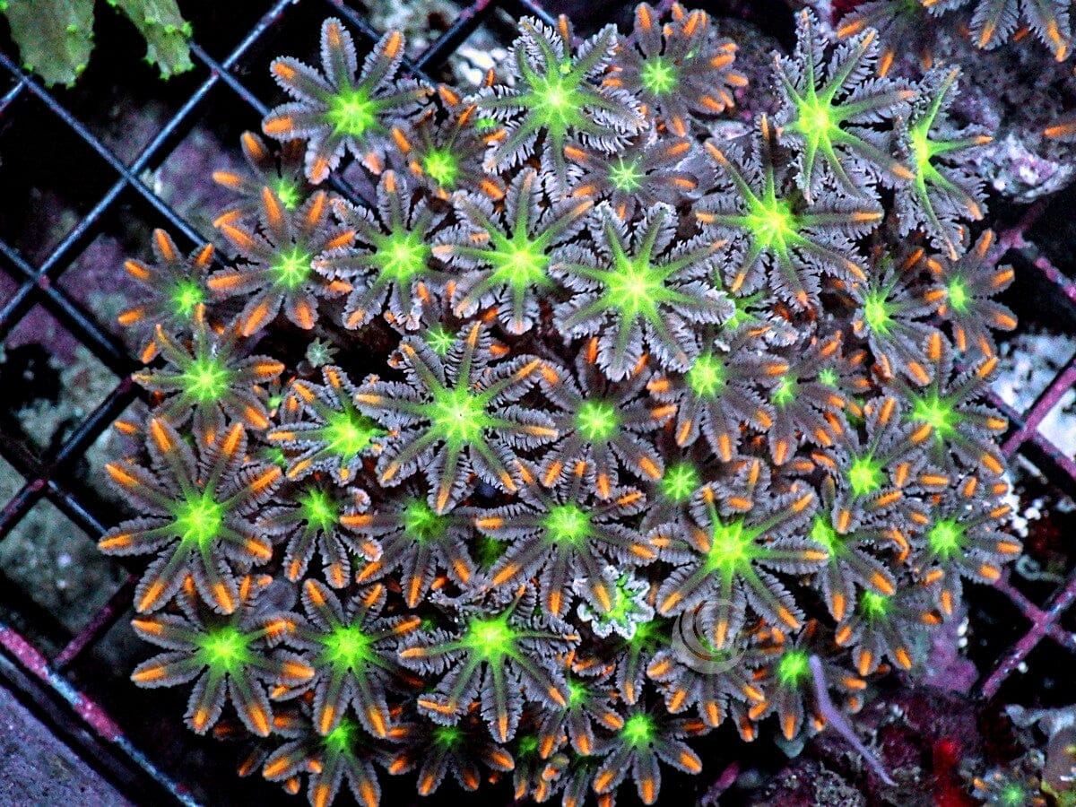 Fireworks Clove Polyps