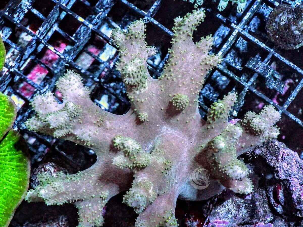 Green Polyp Finger Leather