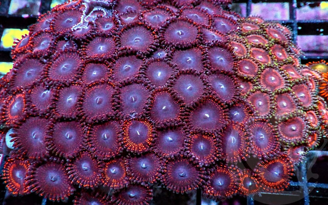 Zoanthid Combo