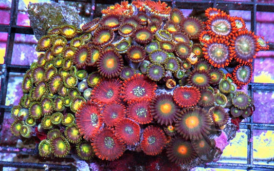 Ultra Zoanthid Combo