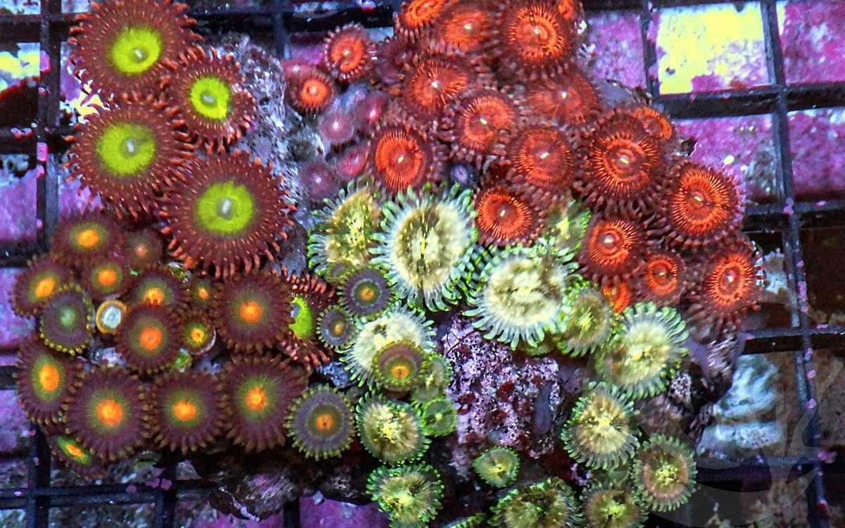 Ultra Zoanthid Combo