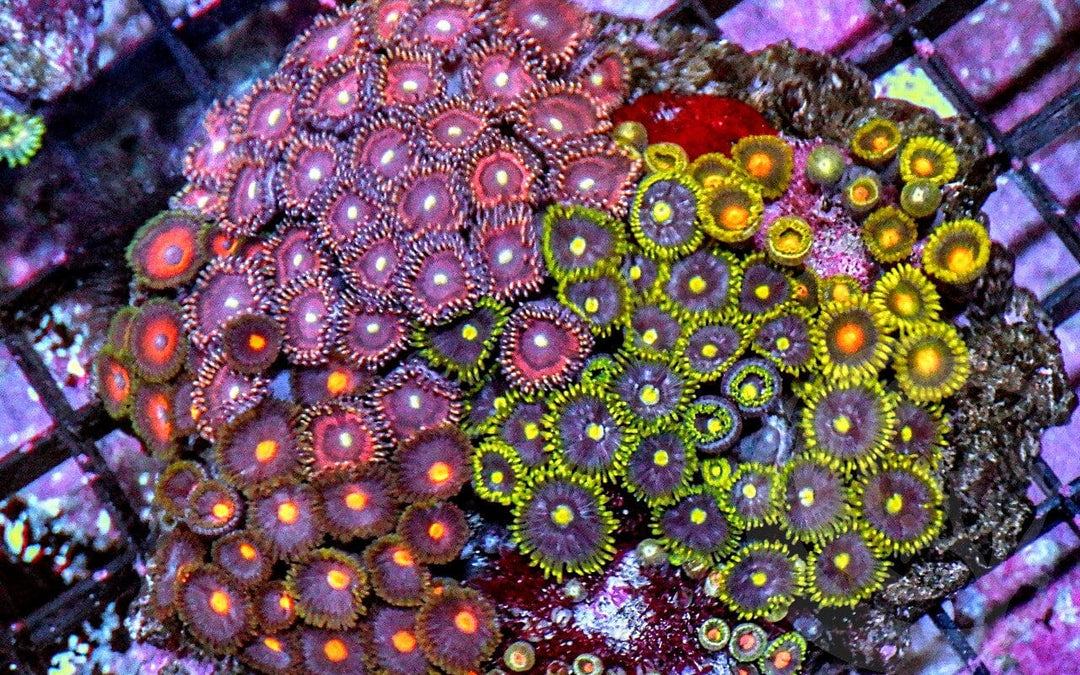Ultra Zoanthid Combo