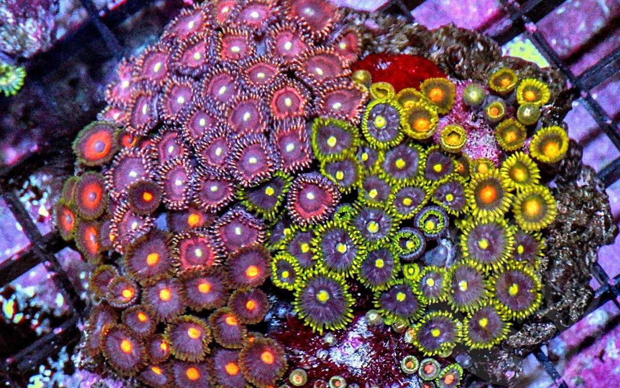 Ultra Zoanthid Combo