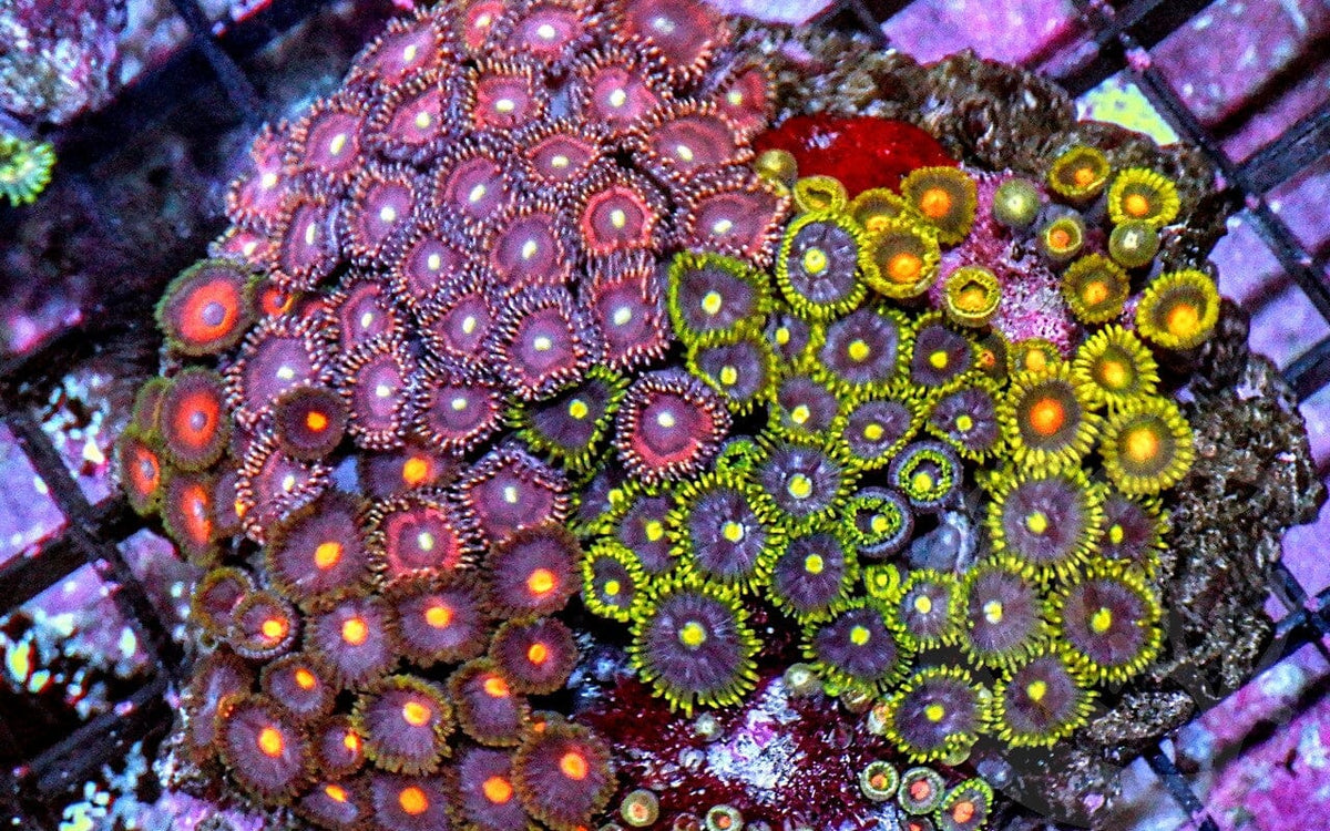 Ultra Zoanthid Combo