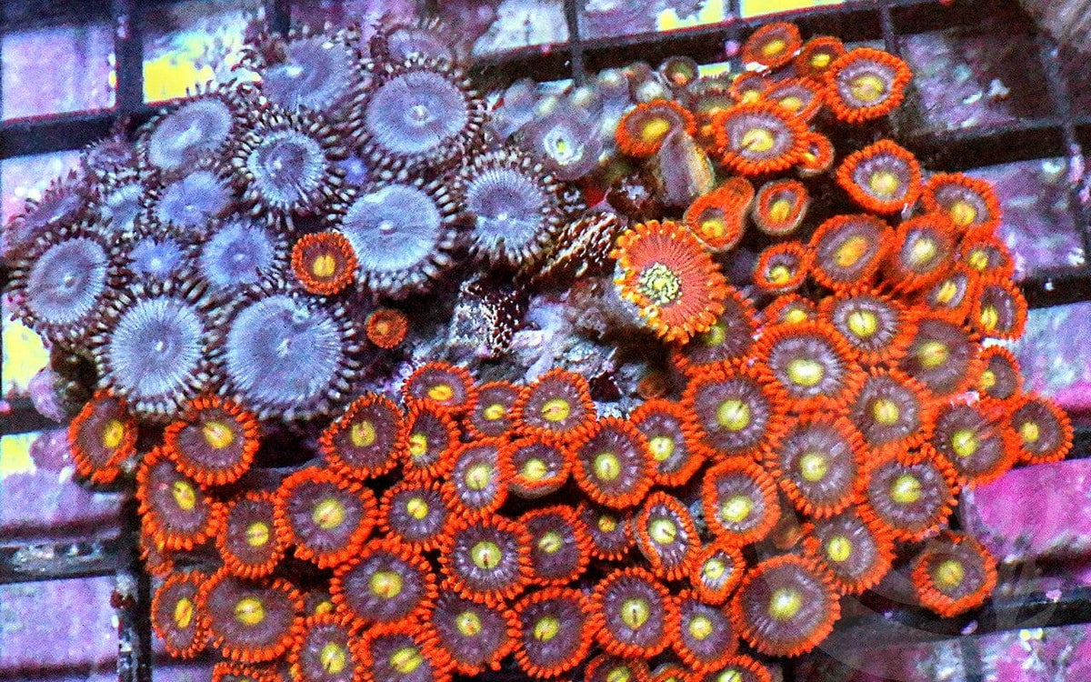 Ultra Zoanthid Combo