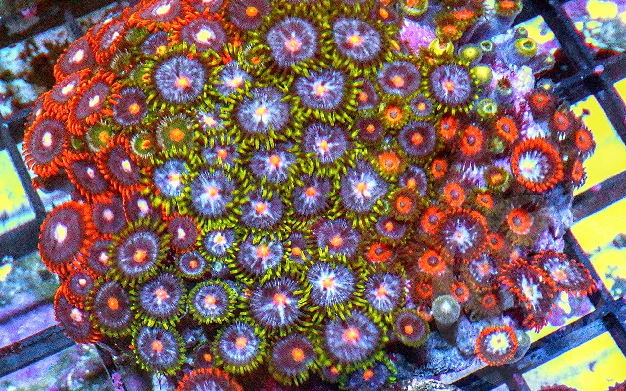 Ultra Zoanthid Combo
