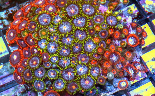 Ultra Zoanthid Combo