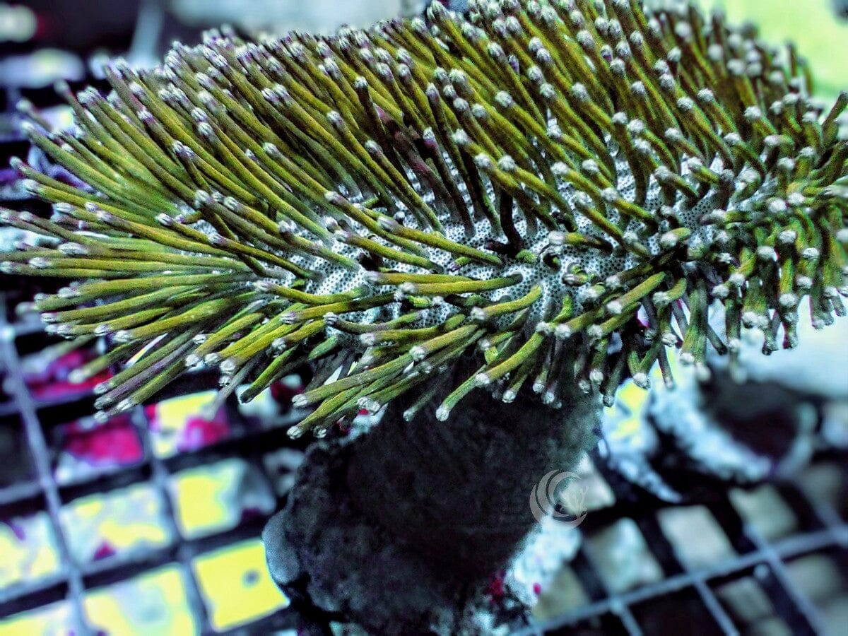 Green Long Polyp Toadstool Leather