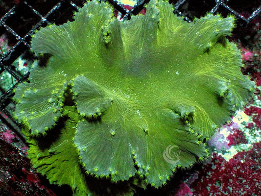 Green Finger Leather