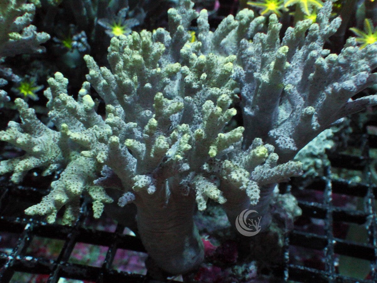 Green Finger Leather