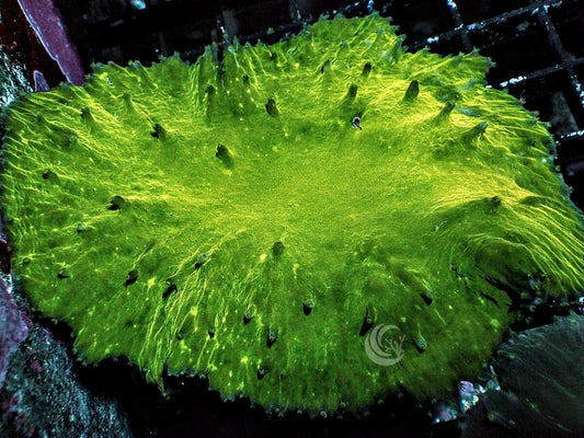 Green Cabbage Leather