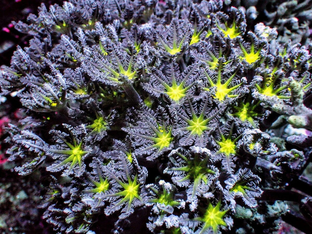 Lime Clove Polyps