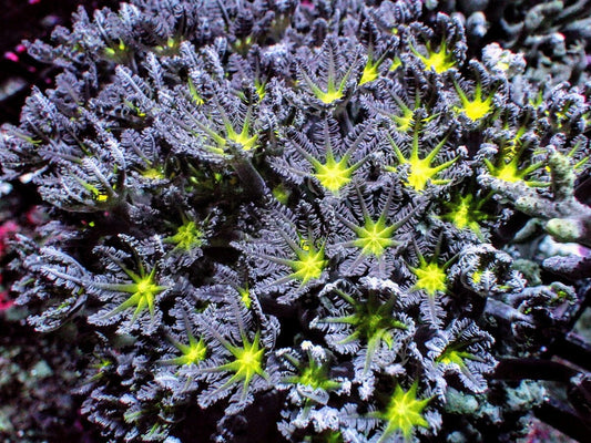 Lime Clove Polyps