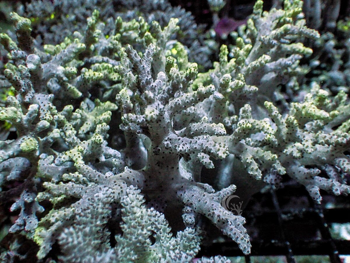 Green Finger Leather