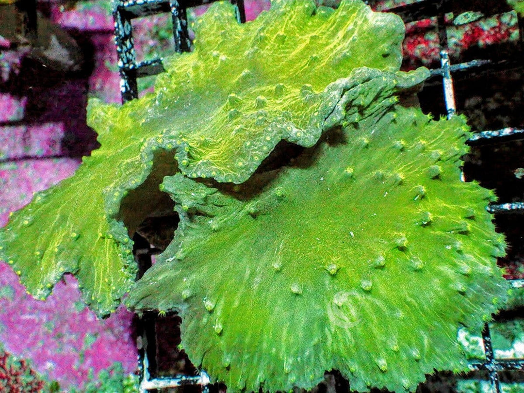 Green Cabbage Leather