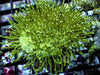 Green Long Polyp Toadstool Leather