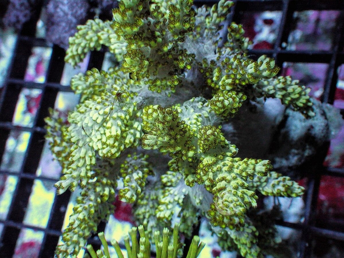 Green Capnella Tree Leather