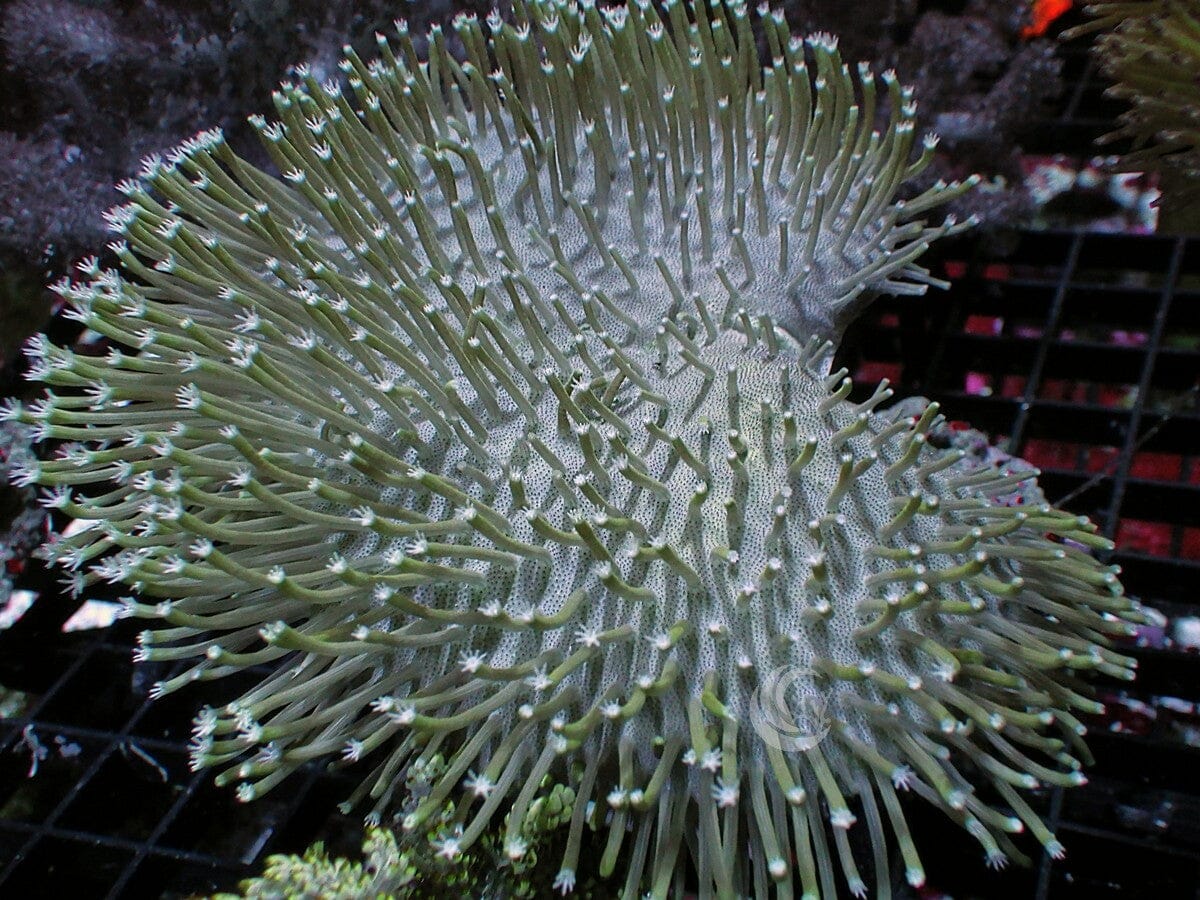 Green Toadstool Leather