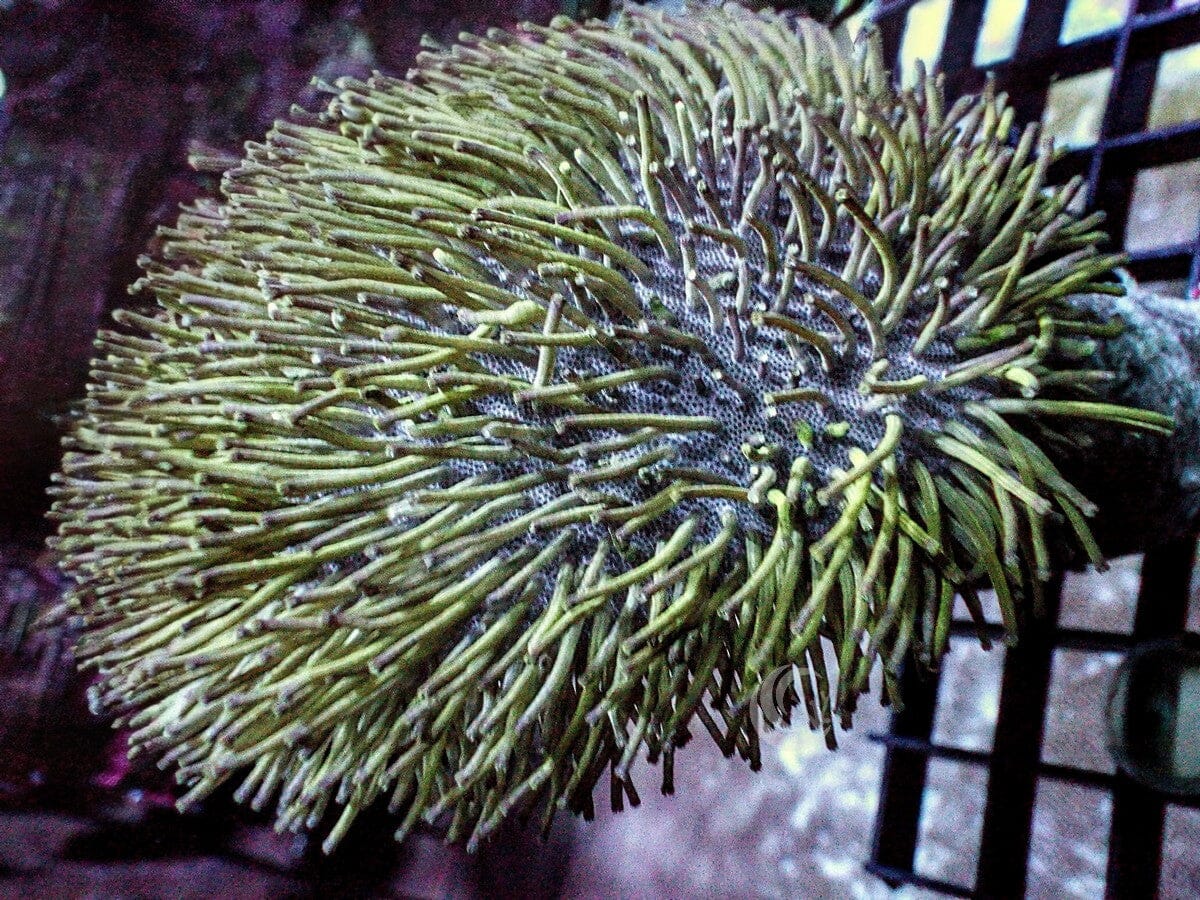 Green Long Polyp Toadstool Leather