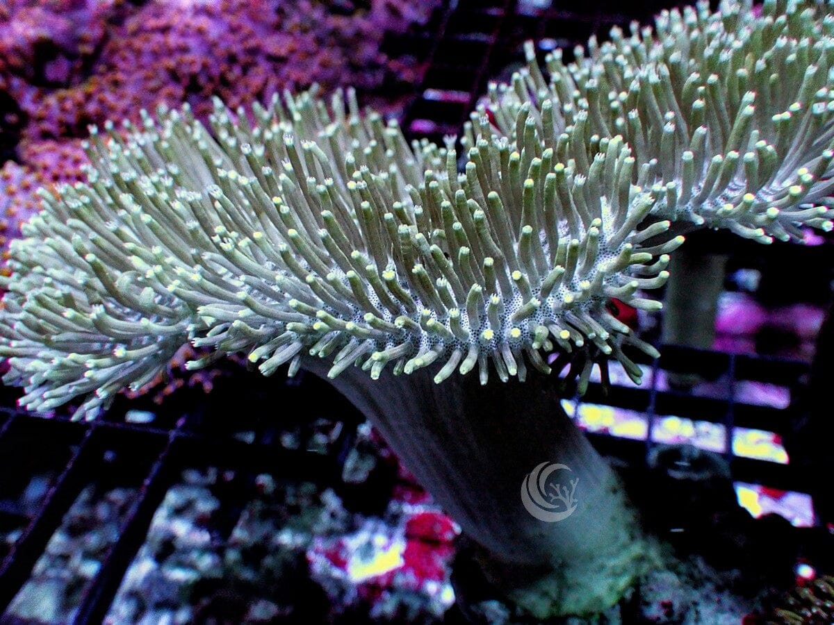 Green Toadstool Leather