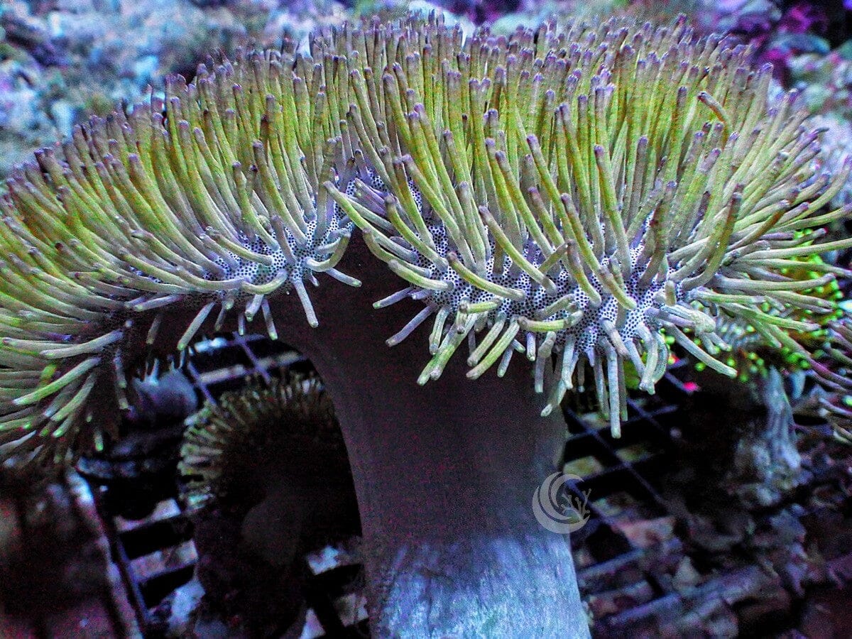 Green Long Polyp Toadstool Leather