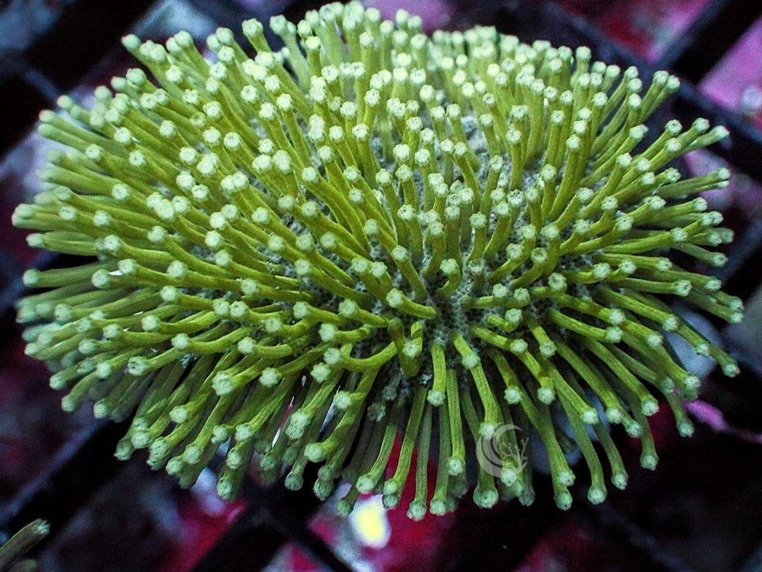 Green Long Polyp Toadstool Leather