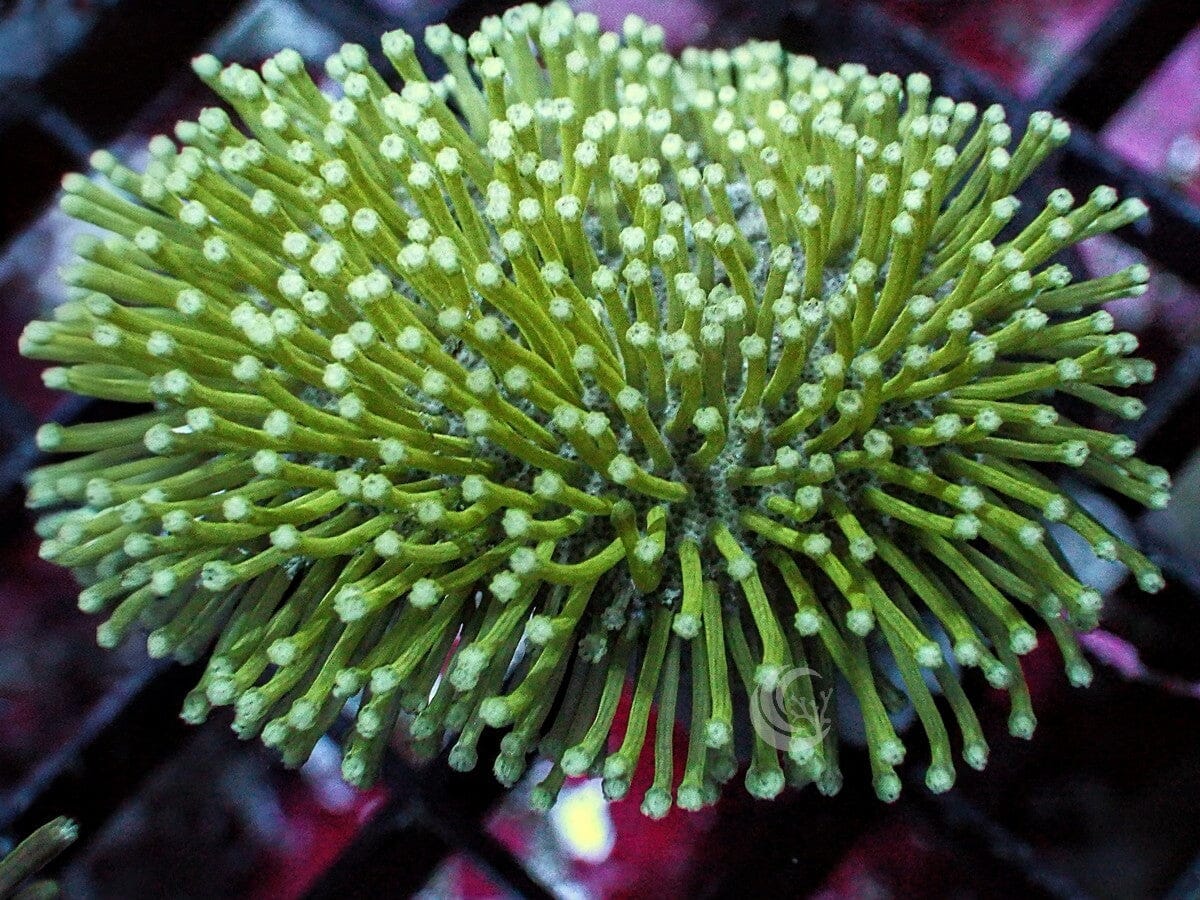 Green Long Polyp Toadstool Leather