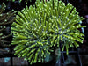 Green Long Polyp Toadstool Leather