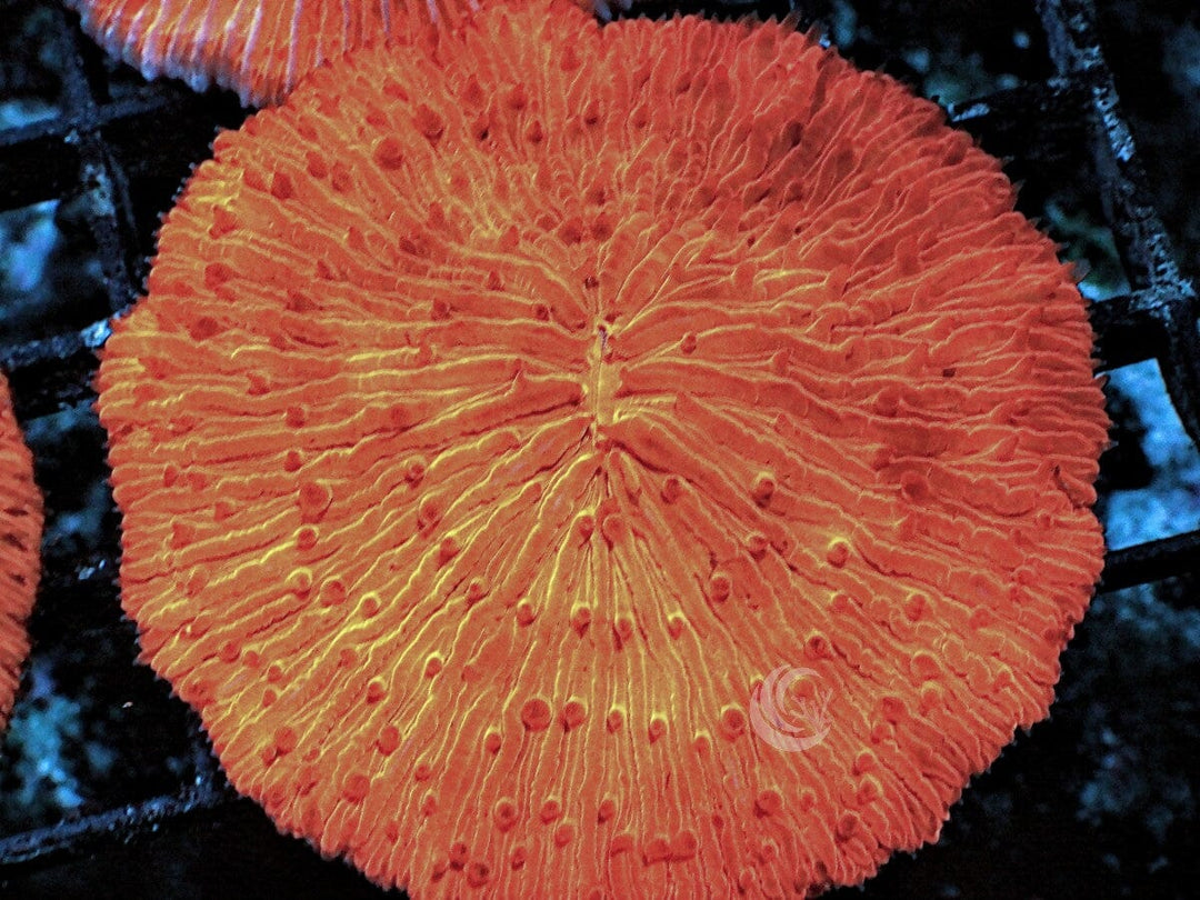 Bright Orange Fungia