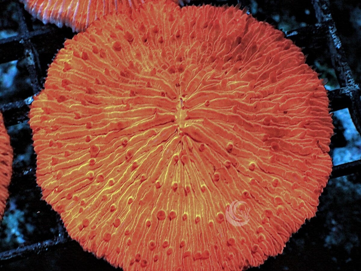 Bright Orange Fungia