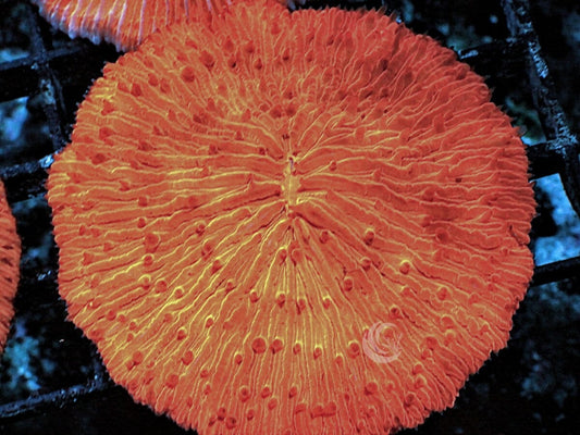 Bright Orange Fungia
