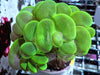 Green Bubble Coral