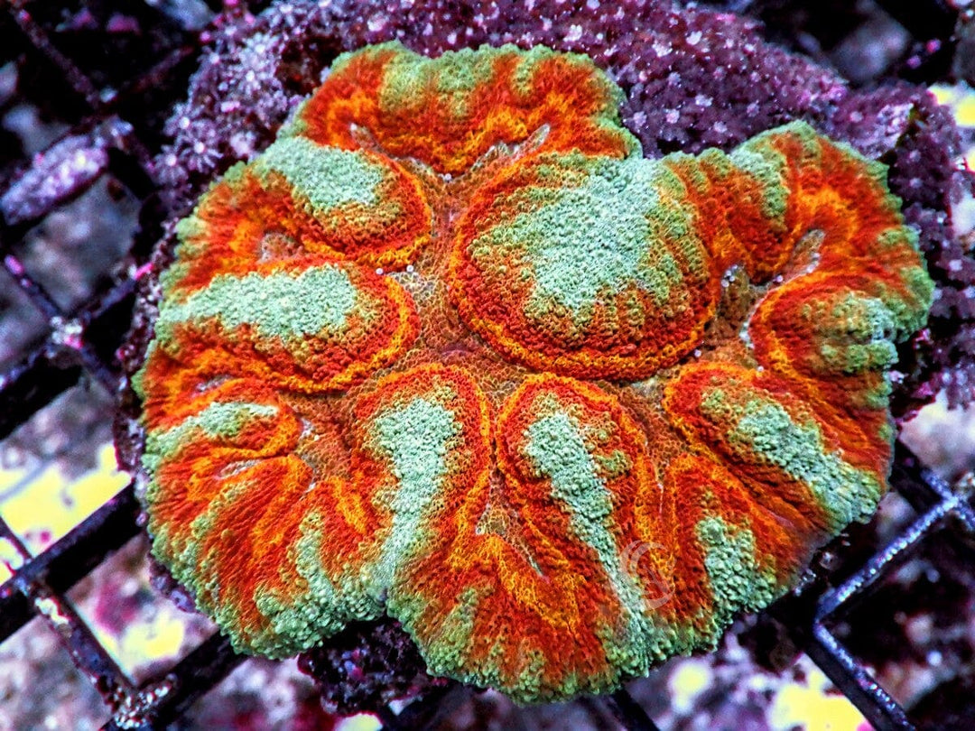 Clownface Lobophyllia