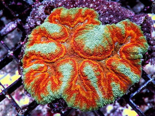 Clownface Lobophyllia