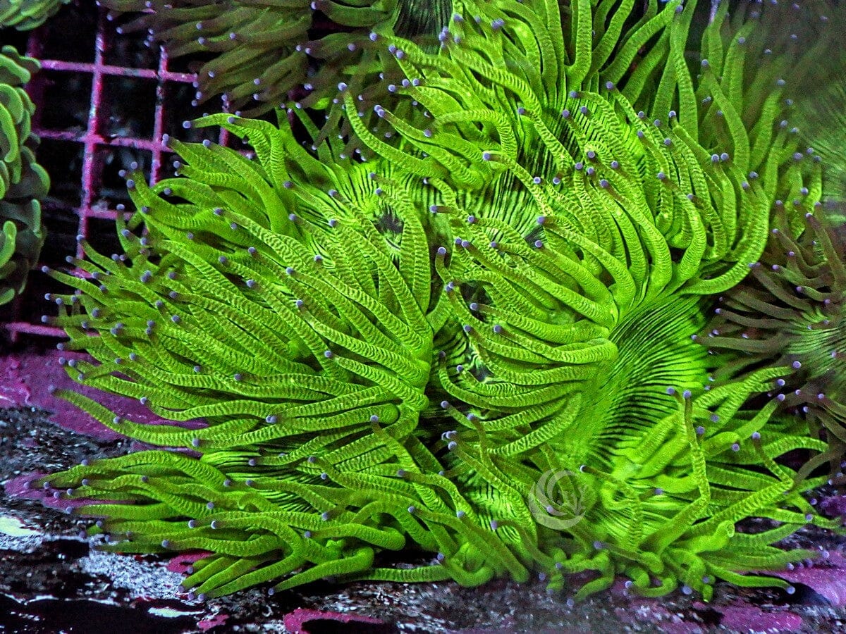 Cultured Purple tip Elegance Colony