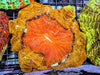 Orange-Orange Acanthophyllia