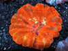 Super Orange Acanthophyllia