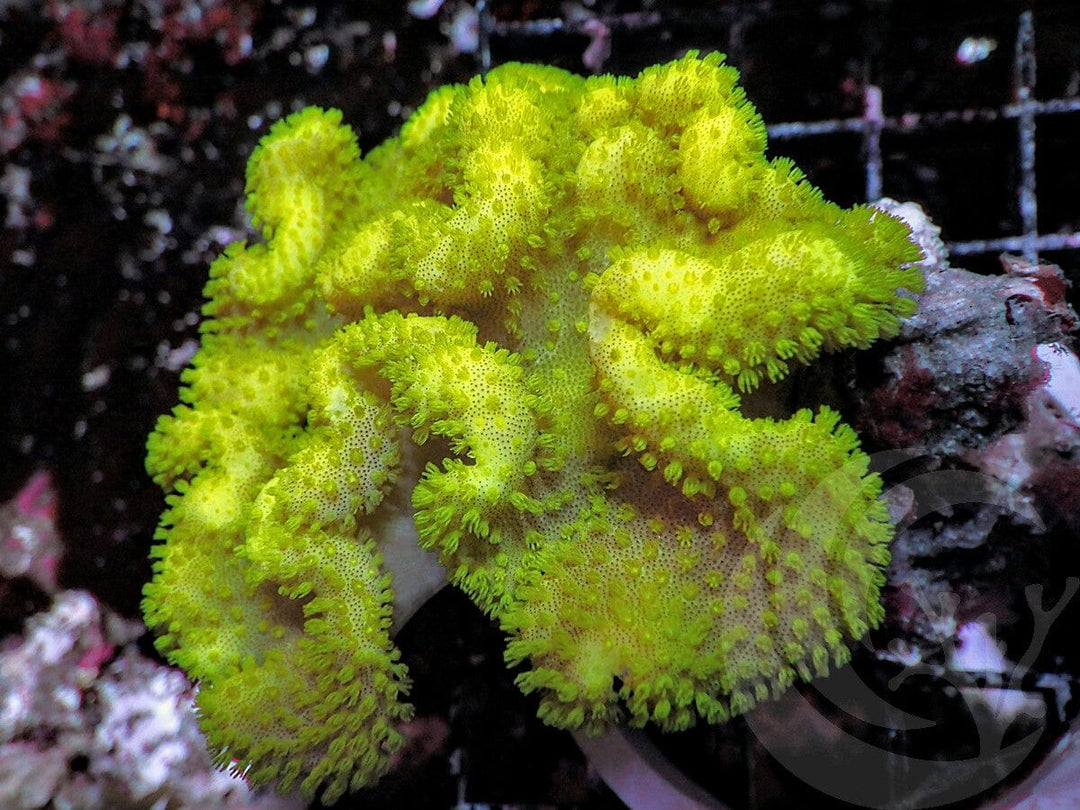Bright Yellow Toadstool Leather