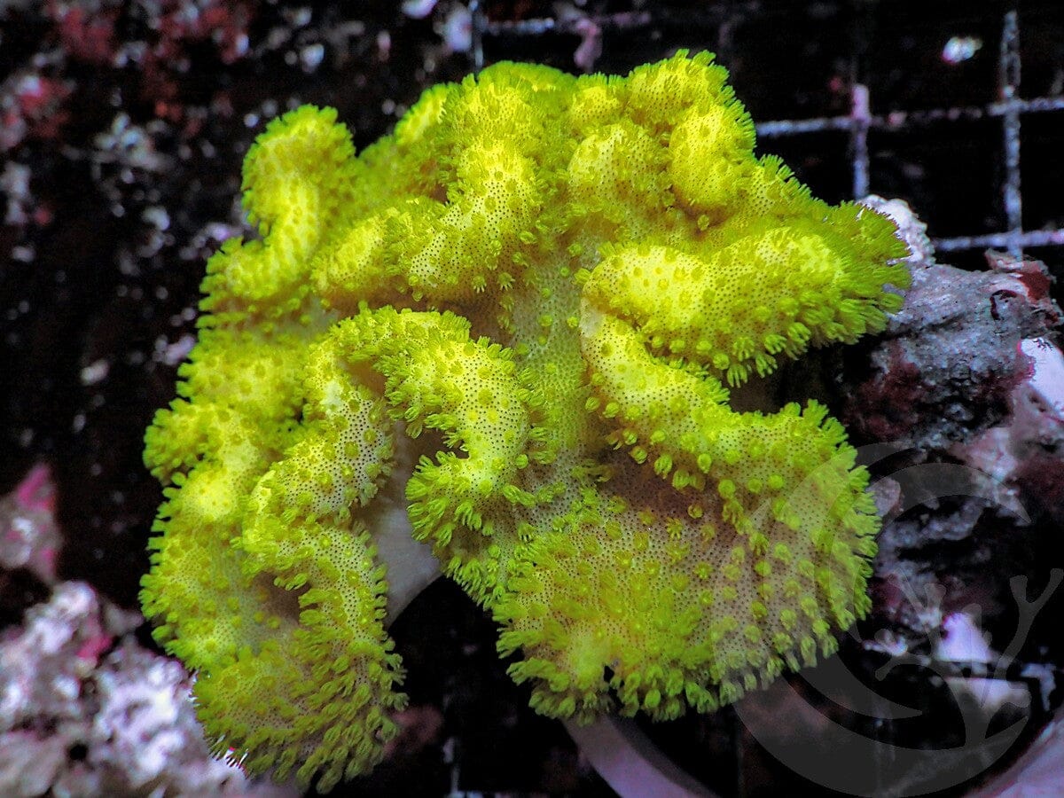 Bright Yellow Toadstool Leather