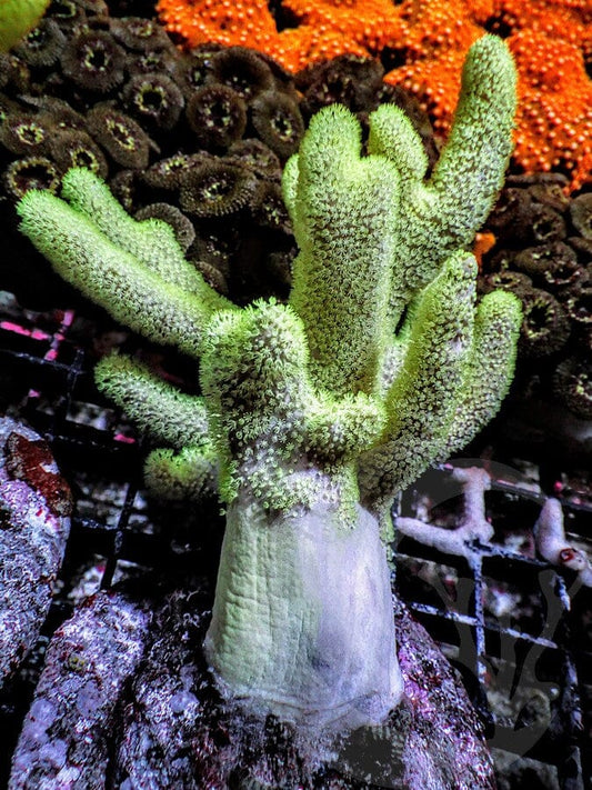 Cultured Fuzzy Green Finger Leather