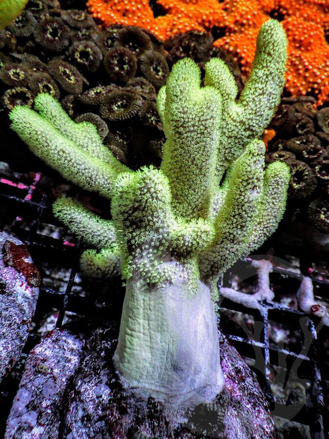 Cultured Fuzzy Green Finger Leather